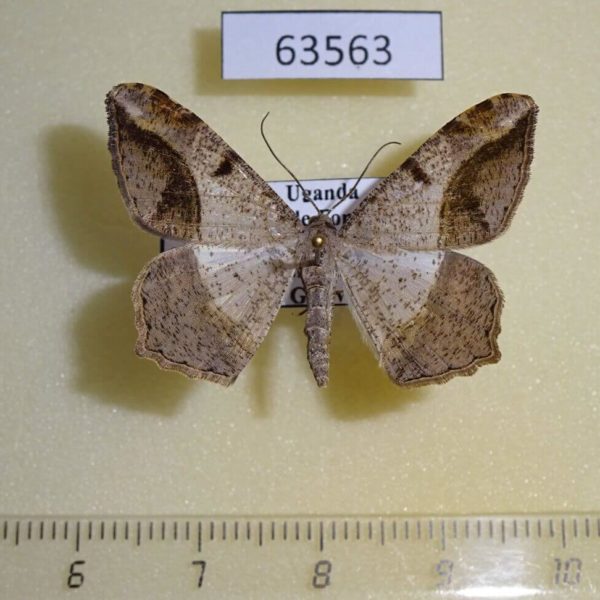 Geometridae Chiasmia fulvimargo Uganda