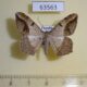 63563p Geometridae Chiasmia fulvimargo Uganda $8