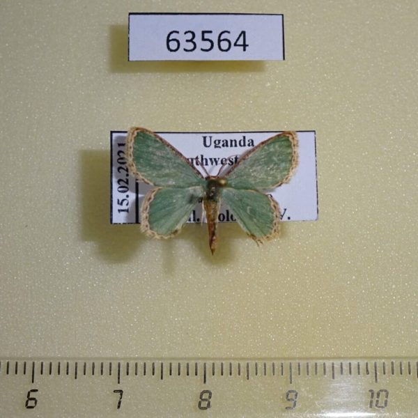 Geometridae Heterorachis carpenteri Uganda