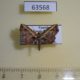 63568p Noctuidae Lophoruza semiscripta Uganda $7