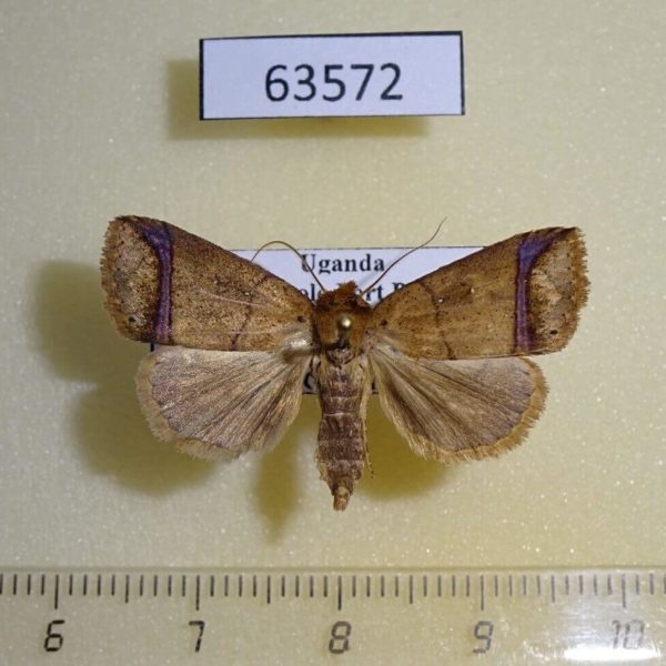 Noctuidae sp. Uganda