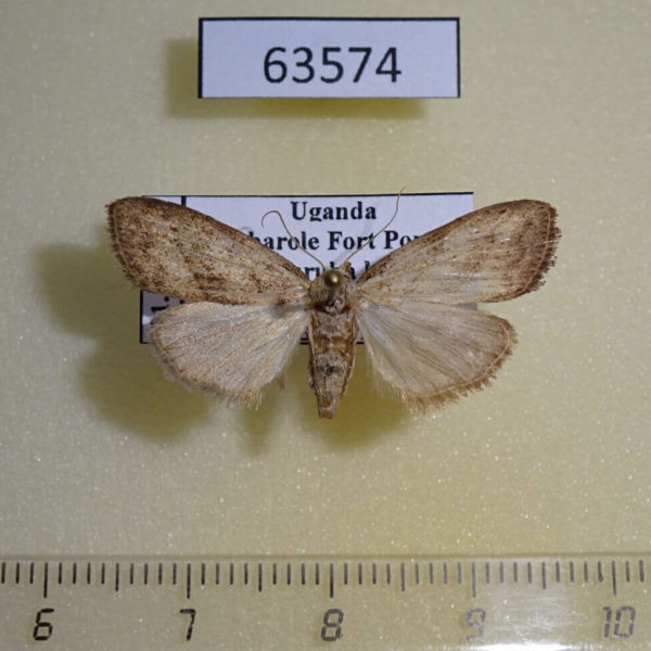 Noctuidae Meganola illaudata f Uganda