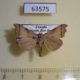 63575p Noctuidae Paralephana nigriciliata Uganda $8