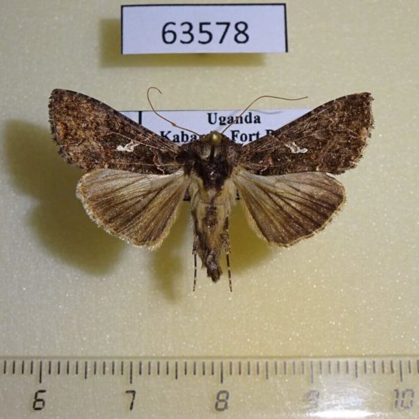 Noctuidae Ctenoplusia limbirena Uganda
