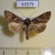 63579p Noctuidae Ctenoplusia limbirena Uganda $6
