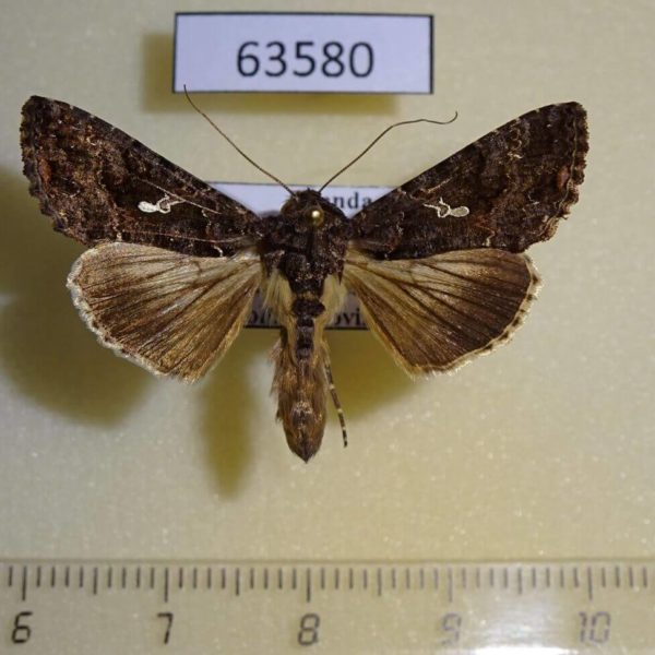Noctuidae Ctenoplusia limbirena Uganda