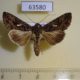 63580p Noctuidae Ctenoplusia limbirena Uganda $6
