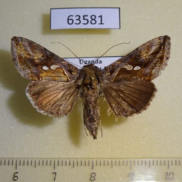 Noctuidae Chrysodeixis acuta Uganda