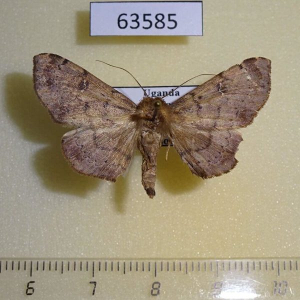 Noctuidae Tatorinia pallidipennis Uganda