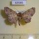 63585p Noctuidae Tatorinia pallidipennis Uganda $3