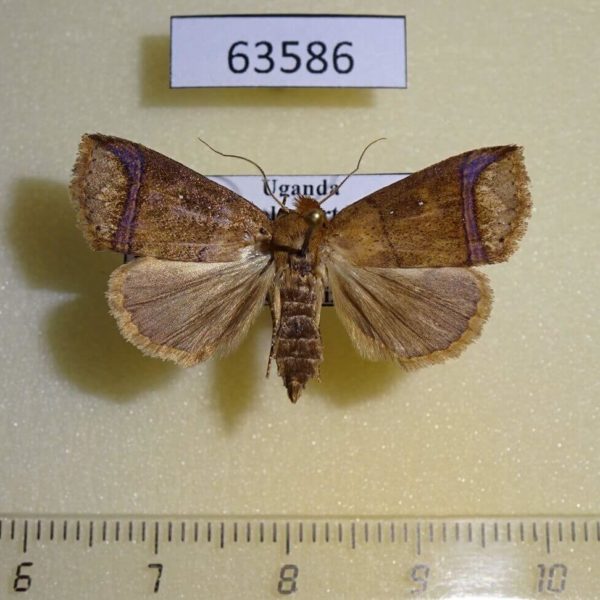Noctuidae sp. Uganda
