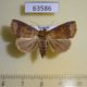 63586p Noctuidae sp. Uganda $12