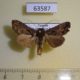 63587p Noctuidae Ctenoplusia phocea Uganda $7