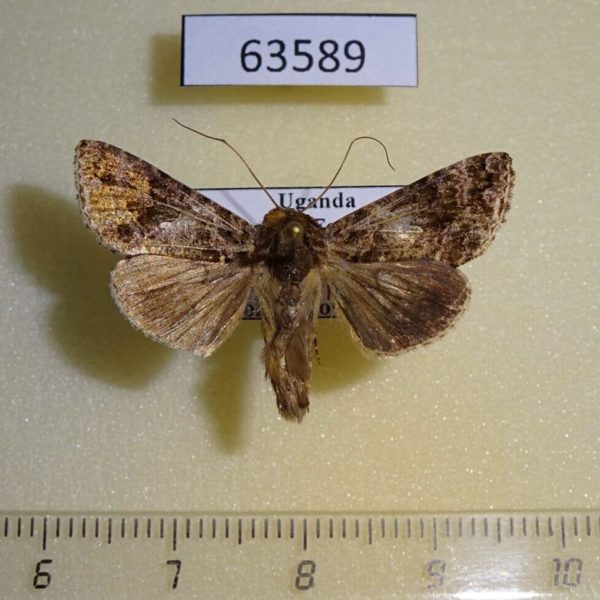 Noctuidae Ctenoplusia ogovana Uganda