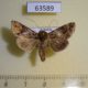 63589p Noctuidae Ctenoplusia ogovana Uganda $12