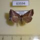 63594p Noctuidae Hypena lividalis Uganda $7