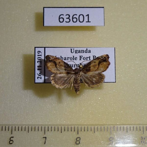 Noctuidae sp. Uganda