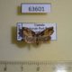 63601p Noctuidae sp. Uganda $7