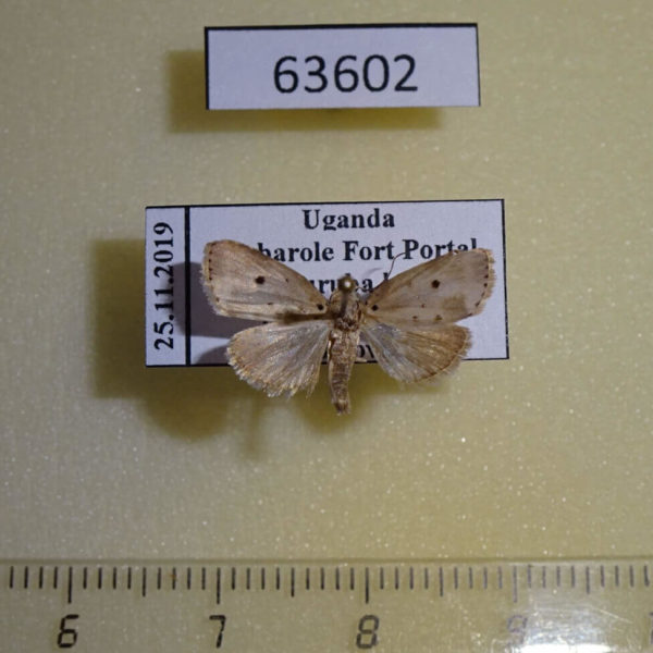 Noctuidae sp. Uganda