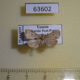 63602p Noctuidae sp. Uganda $10