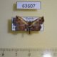 63607p Noctuidae Lophoruza semiscripta Uganda $7