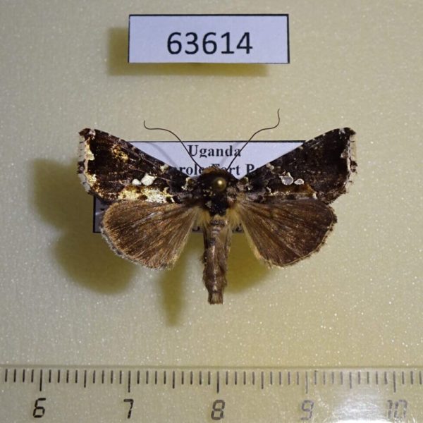 Noctuidae Ctenoplusia nigrogemmea Uganda