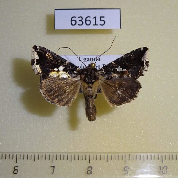 Noctuidae Ctenoplusia nigrogemmea Uganda