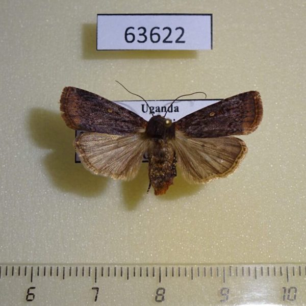 Noctuidae sp. f Uganda