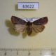 63622p Noctuidae sp. f Uganda $7