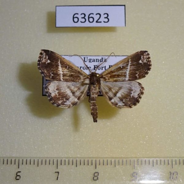 Noctuidae sp. Uganda