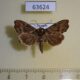 63624p Noctuidae sp. Uganda $6