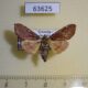 63625p Pyralidae Sacada sp. acutipennis f Uganda $8