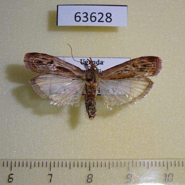 Pyralidae Balinskyia sp. Uganda