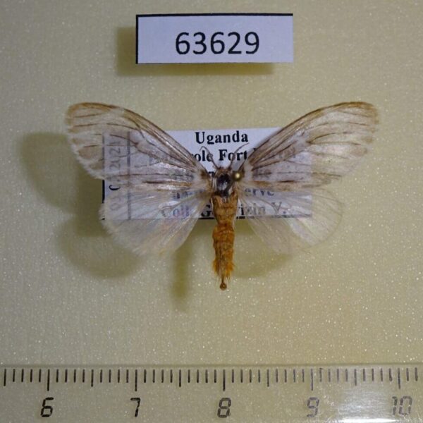 Lymantridae Rhypopteryx sp. f Uganda