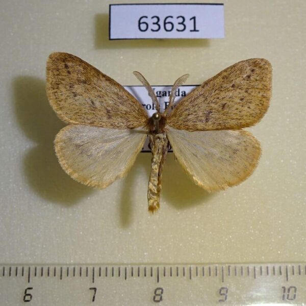 Lymantridae Laelia sp. Uganda