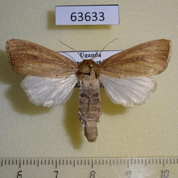 Noctuidae Sesamia firmata f Uganda