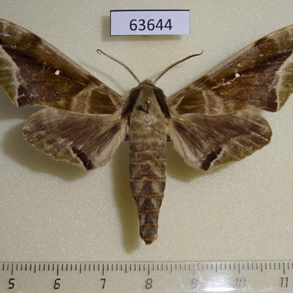 Sphingidae Parum colligata Thailand