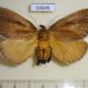 63645p Limacodidae Scopelodes bicolor f Thailand $12