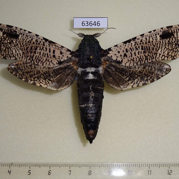 Cossidae Xyleutes strix Thailand