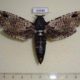 63646p Cossidae Xyleutes strix Thailand $20