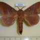 63649p Lasiocampidae Kunugia placida Thailand $9