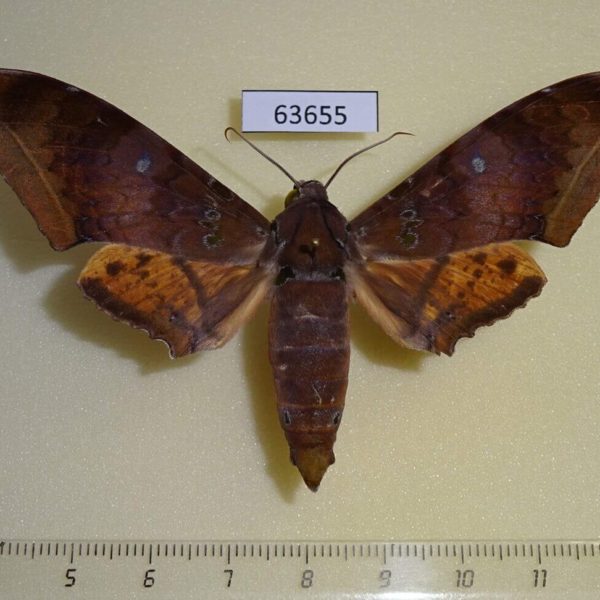 Sphingidae Ambulyx moorei Thailand