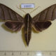 63657p Sphingidae Ampelophaga dolichoides Thailand $13