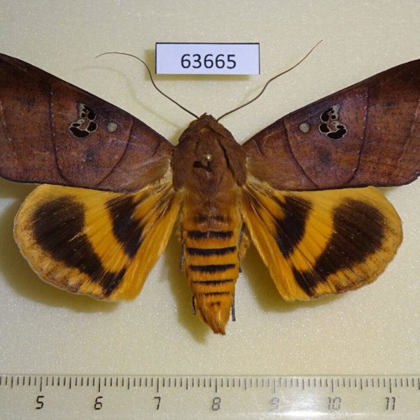 Noctuidae Thyas coronata Thailand