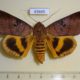 63665p Noctuidae Thyas coronata Thailand $9