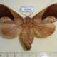 63668p Lasiocampidae Paralebeda plagifera f Thailand $15