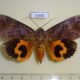 63680p Noctuidae Eudocima phalonia Thailand $5