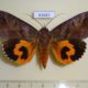 63681p Noctuidae Eudocima phalonia Thailand $8