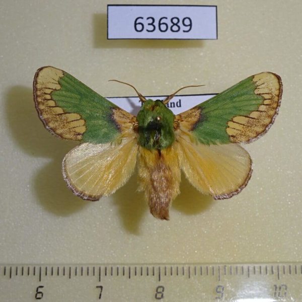 Limacodidae Parasa pastoralis Thailand