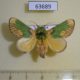 63689p Limacodidae Parasa pastoralis Thailand $9